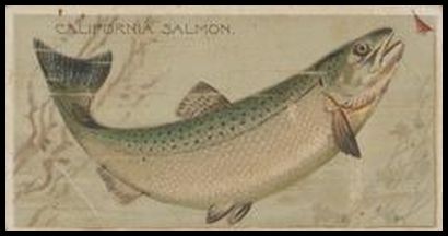 California Salmon